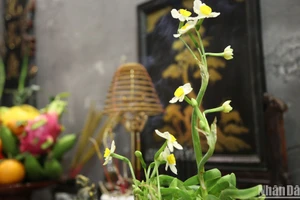 Hoa thủy tiên chưng ban thờ ngày Tết. (Ảnh: KHIẾU MINH)
