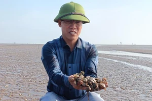 27ha ngao của ông Phạm Văn Thăng, trú tại xã Đông Minh (huyện Tiền Hải, tỉnh Thái Bình), hiện đã chết hơn 50%.