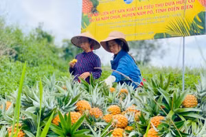 Các hộ dân là đồng bào dân tộc thiểu số xã Nậm Chua, huyện Nậm Pồ thu hoạch dứa.