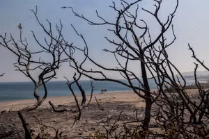 Đám cây cháy thành than cạnh một bãi biển ở làng Kiotari, trên đảo Rhodes, Hy Lạp, ngày 24/7 (Ảnh: REUTERS)