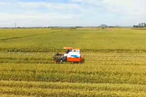 Sản xuất lúa của Việt Nam hiện vẫn thuận lợi, bảo đảm nhu cầu trong nước và xuất khẩu. 