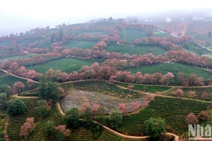 Lựa chọn những điểm đến ít người biết đến cũng là một cách giúp phát triển du lịch bền vững. (Ảnh: Mai anh đào bung nở ở đồi chè Ô Long, Sa Pa - THÀNH ĐẠT)