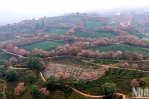 Lựa chọn những điểm đến ít người biết đến cũng là một cách giúp phát triển du lịch bền vững. (Ảnh: Mai anh đào bung nở ở đồi chè Ô Long, Sa Pa - THÀNH ĐẠT)