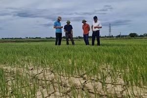 Hàng trăm ha lúa ở Nghi Phương, huyện Nghi Lộc, Nghệ An, phải đối mặt với hạn hán và xâm nhập mặn. (Ảnh: Thành Châu)