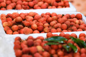 Vải thiều Lục Ngạn. (Ảnh: Thành Đạt)