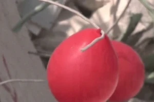 [Video] Bóng bay đỏ tưởng nhớ trẻ em thiệt mạng