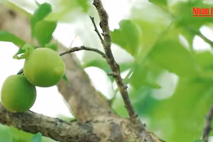 Những giọt mơ núi Tản