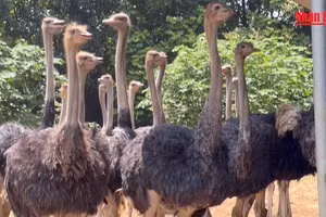 Đặc sản đà điểu Ba Vì