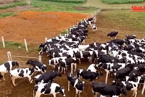 Sữa thơm núi Ba Vì