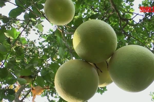 Ngọt thanh vị bưởi Phúc Trạch