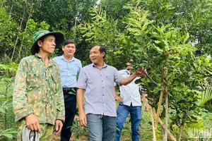 Chương trình Mỗi xã một sản phẩm hỗ trợ người dân miền núi phát triển kinh tế hộ gia đình.