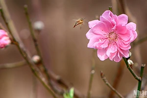 Tết Nguyên đán của người Việt