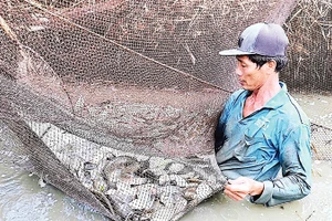 Thu hoạch cá đồng bằng cách dùng lưới chụp đìa không gây sát hại nguồn lợi cá non nhưng bảo đảm trữ được nguồn cá giống cho mùa vụ sau.