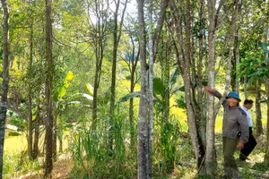 Trồng rừng bằng cây bản địa ở Quảng Binh. (Ảnh HƯƠNG GIANG)