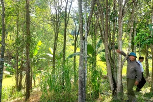 Trồng rừng bằng cây bản địa ở Quảng Binh. (Ảnh HƯƠNG GIANG)