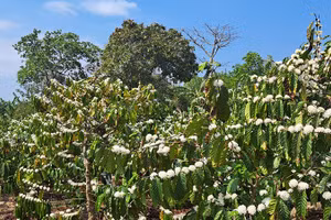 Ảnh: SNV Việt Nam.