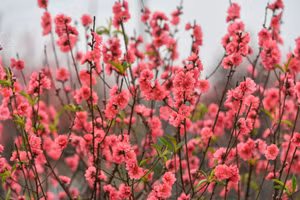 Hoa đào Nhật Tân. (Ảnh THÀNH ĐẠT)