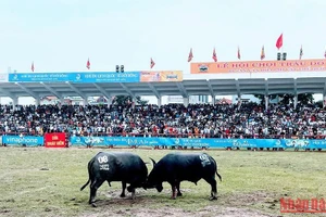 Lễ hội chọi trâu truyền thống của Đồ Sơn luôn thu hút du khách.