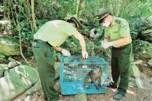 Hai kiểm lâm viên đang chuẩn bị thả động vật hoang dã về môi trường tự nhiên.