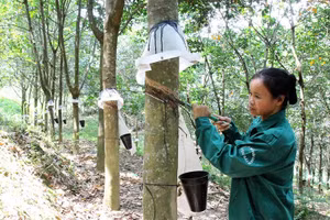 Thu hoạch mủ cao su. Ảnh: TTXVN