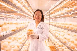 Người phụ nữ nuôi cấy đông trùng hạ thảo Made in Việt Nam