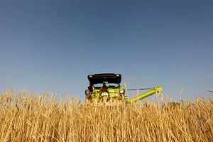 Giá bạch kim lao dốc, lúa mì ‘nóng’ dần theo vụ mùa Mỹ