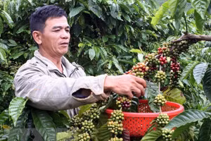 Ảnh minh họa: TTXVN