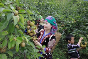 Ngày hội hái lê xã Giang Ma lần thứ I năm 2024 tổ chức vào ngày 22/6. (Ảnh: Huyện ủy Tam Đường)