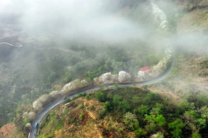 Ngỡ lạc chốn thần tiên trên những cung đường Tây Bắc mùa hoa ban nở.