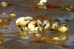 Tình trạng ngao chết hàng loạt tại xã Thái Đô, huyện Thái Thụy ngày 13/9. (Ảnh: Thế Duyệt/TTXVN)