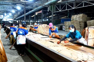Sản xuất ván ép và gỗ thanh từ gỗ rừng trồng ở Nhà máy sản xuất gỗ MDF Bảo Yên, tỉnh Lào Cai. (Ảnh QUỐC HỒNG)