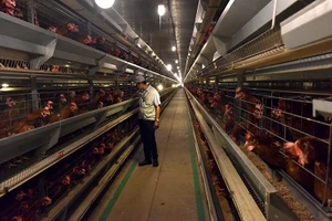 Khu chăn nuôi gà đẻ trứng áp dụng công nghệ cao Công ty Delco Farm, tỉnh Bắc Ninh. (Ảnh DUY ĐĂNG)
