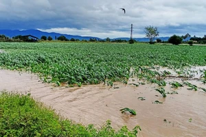 Hoa màu bị ngập tại thị xã Ayun Pa (Gia Lai). (Ảnh: Nguyễn Diệp)
