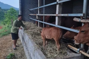 Nhờ vay vốn của Ngân hàng Chính sách xã hội Quế Phong mà gia đình ông Dương Văn Quỳnh ở bản Long Quang đã phát triển được đàn bò 16 con và thoát nghèo.