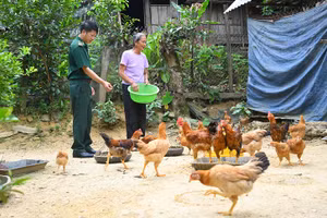 Đàn gà của gia đình bà Xỉnh do Đồn Biên phòng Phúc Sơn hỗ trợ phát triển tốt.