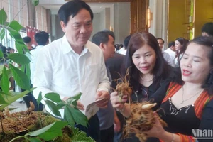 Sâm Ngọc Linh là cây dược liệu chủ lực trên địa bàn tỉnh Quảng Nam.