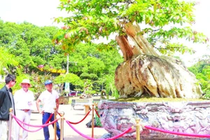 Mang dáng hình độc đáo tựa như một con rùa, cây bằng lăng 200 năm tuổi thu hút đông đảo người dân đến chiêm ngưỡng.