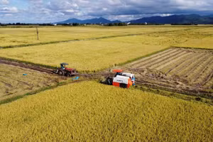 Mô hình cánh đồng mẫu thực hiện chương trình giảm lượng giống gieo sạ, ứng dụng cơ giới hóa vào sản xuất của HTX Nông nghiệp, kinh doanh, dịch vụ Hòa Phong, huyện Tây Hòa, Phú Yên.