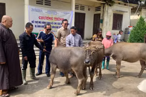 Những con trâu giống được trao tặng cho bà con nông dân Sán Chài, huyện Si Ma Cai (Lào Cai).