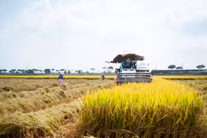 Nông dân theo máy ra đồng thu hoạch.