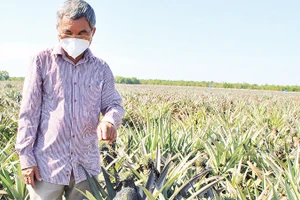 Vùng trồng dứa áp dụng kỹ thuật công nghệ cao ở Tây Ninh. 