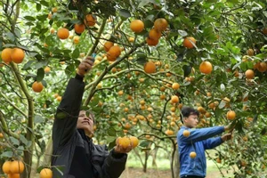 Mô hình vườn cam trải nghiệm của Hợp tác xã 3T Farm nông sản Cao Phong, Hòa Bình. (Ảnh: AN THÀNH ĐẠT)