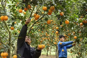 Mô hình vườn cam trải nghiệm của Hợp tác xã 3T Farm nông sản Cao Phong, Hòa Bình. (Ảnh: AN THÀNH ĐẠT)