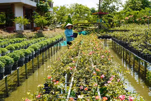 Chăm sóc hoa tại Vườn hồng Tư Tôn, thành phố Sa Đéc. (Ảnh: HỮU NGHĨA)