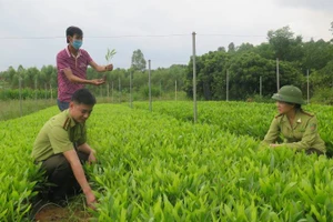 Cán bộ Chi cục Kiểm lâm tỉnh Lạng Sơn kiểm tra chất lượng giống cây trồng lâm nghiệp tại huyện Hữu Lũng.