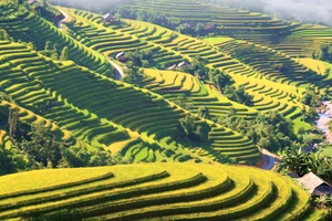 Ruộng bậc thang Hoàng Su Phì vào mùa lúa chín.