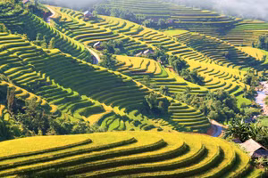 Ruộng bậc thang Hoàng Su Phì vào mùa lúa chín.