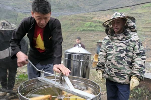 Người dân huyện Đồng Văn (Hà Giang) đẩy mạnh nuôi ong lấy mật bạc hà.