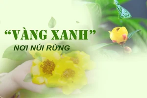 Vàng xanh nơi núi rừng