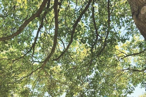 Ngày hạ chí rộn ràng.